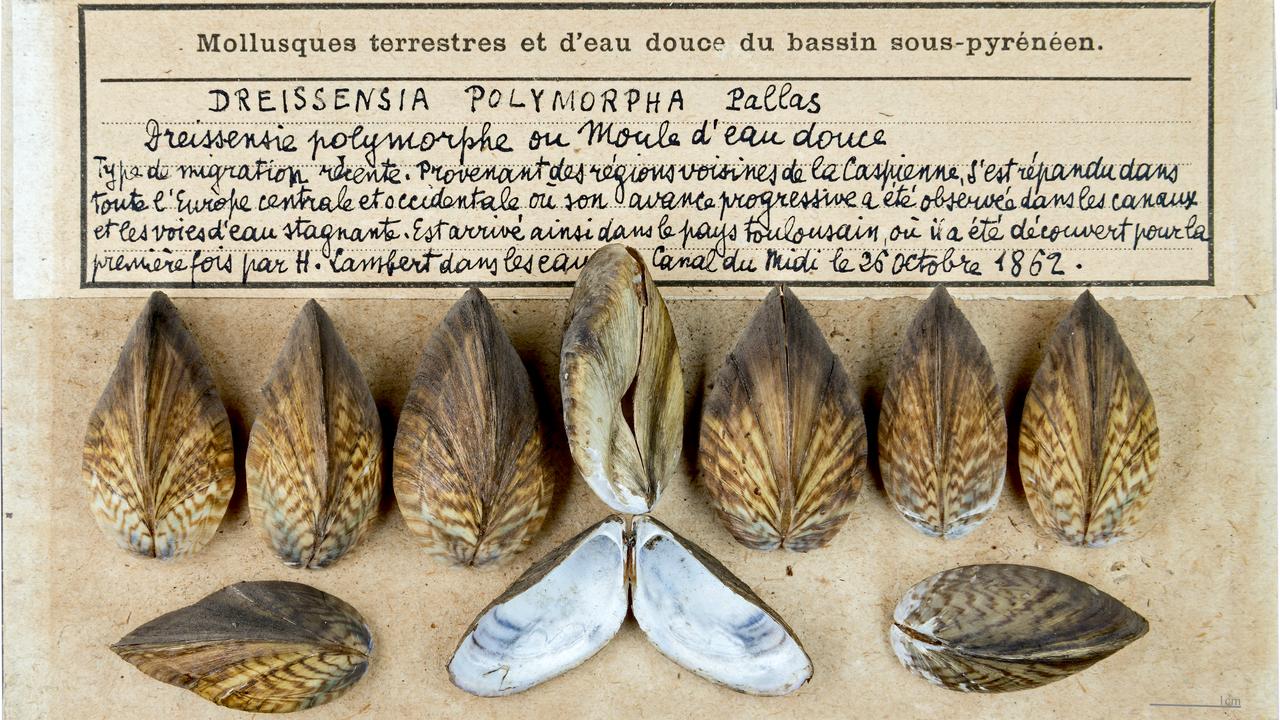La moule zébrée est une espèce invasive. Elle a notamment été trouvée dans le Canal du Midi en 1862. [Wikimédias/CC BY-SA 4.0 - Didier Descouens]