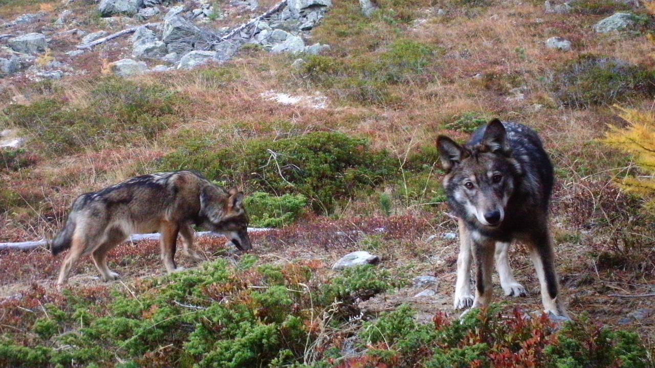 Deux loups photographiés en Suisse en 2016. [Groupe Loup Suisse - Gruppe Wolf Schweiz]