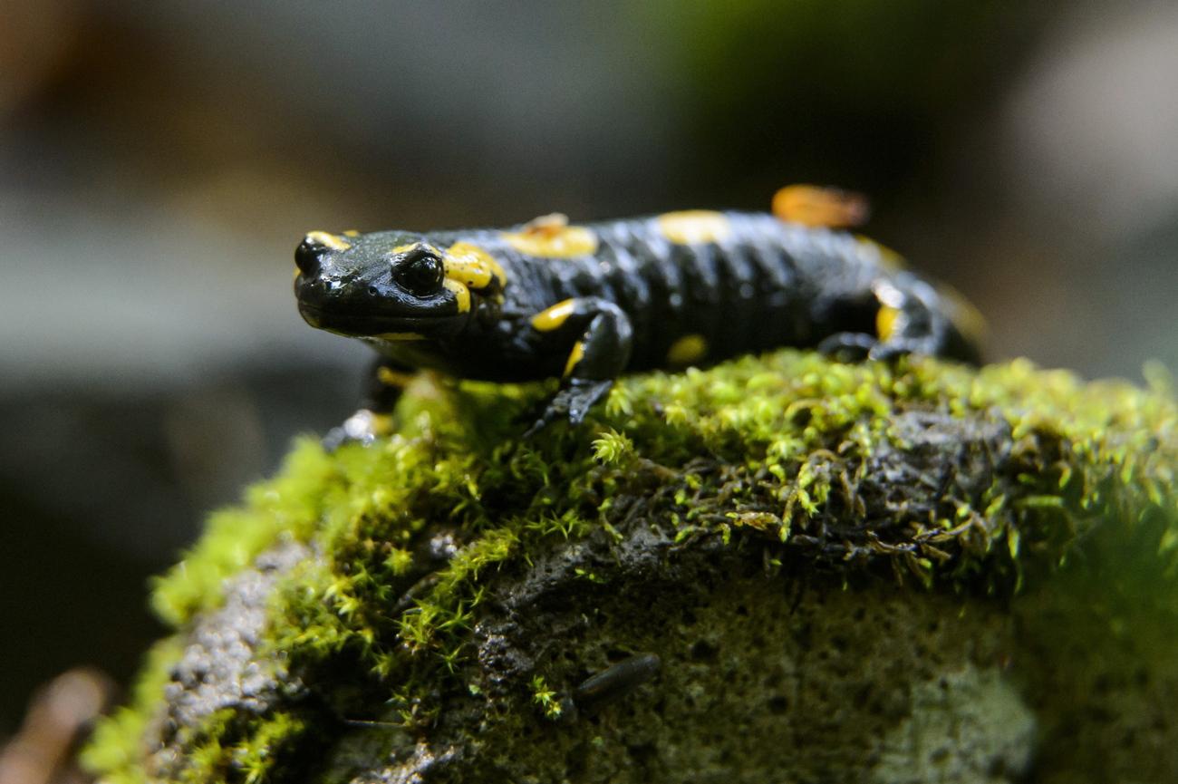 Une salamandre tachetée en Hongrie. [Keystone/epa - Peter Komka]