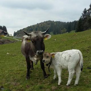 Victoria et Alex, son petit veau dans le pâturage de la famille Kalt à Petit Val dans le Jura Bernois. [Vera Kalt]