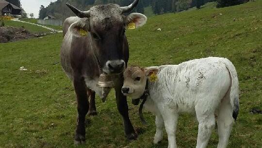 Victoria et Alex, son petit veau dans le pâturage de la famille Kalt à Petit Val dans le Jura Bernois. [Vera Kalt]