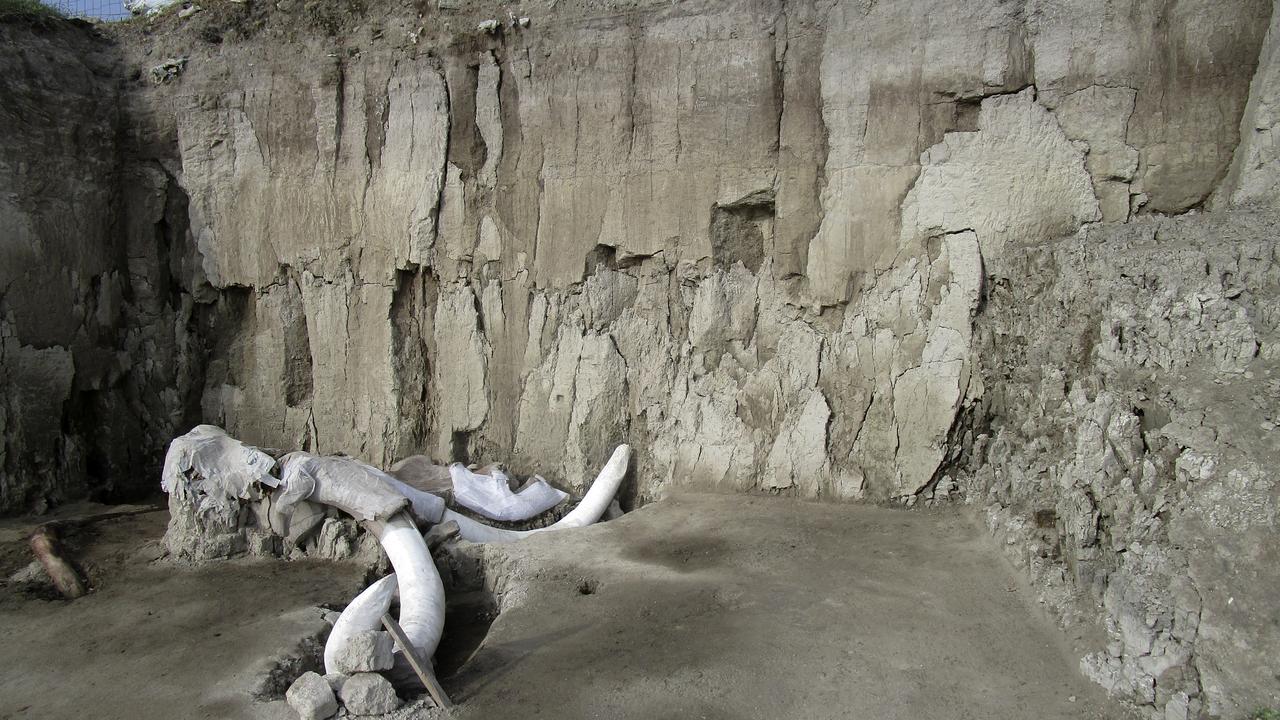 Les ossements de 14 mammouths découverts au Mexique. [AFP]