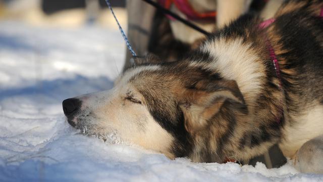 Un chien se repose entre deux étapes de l'Iditarod, une course de chiens de traineau en Alaska. [AP/Bob Hallinen]