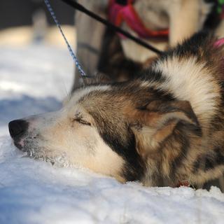 Un chien se repose entre deux étapes de l'Iditarod, une course de chiens de traineau en Alaska. [AP/Bob Hallinen]