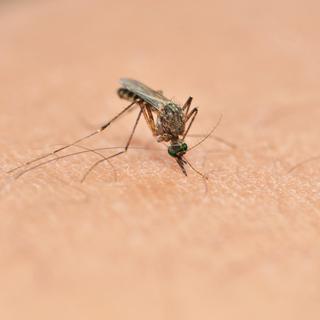 Les moustiques choisissent et se souviennent de leurs cibles en fonction de l’odeur de ces dernières et de leur côté agressif ou pas. 
mrfiza
Depositphotos [Depositphotos - mrfiza]