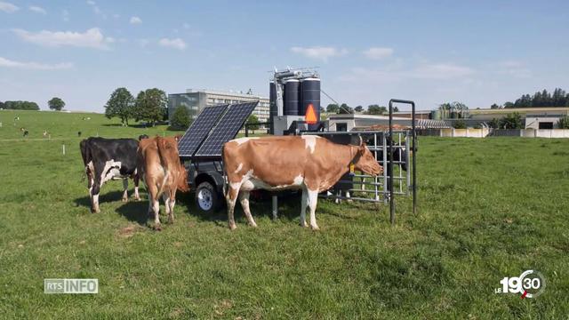 Au centre fédéral de recherche agronomique de Posieux (FR), on mesure les émissions de méthane des vaches. [RTS]