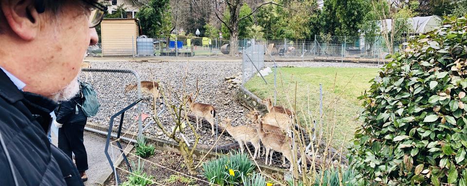 Dick Marty devant les biches du jardin botanique de Genève. [RTS - Karine Vasarino]