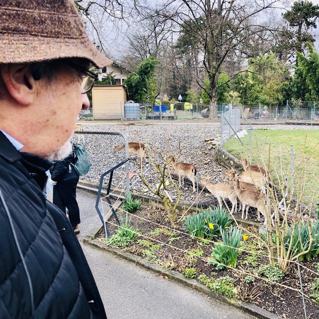 Dick Marty devant les biches du jardin botanique de Genève. [RTS - Karine Vasarino]