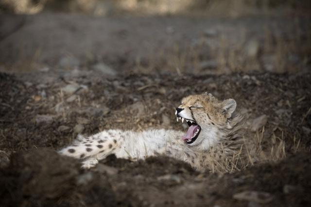 Guépard asiatique [REUTERS - Caren Firouz]