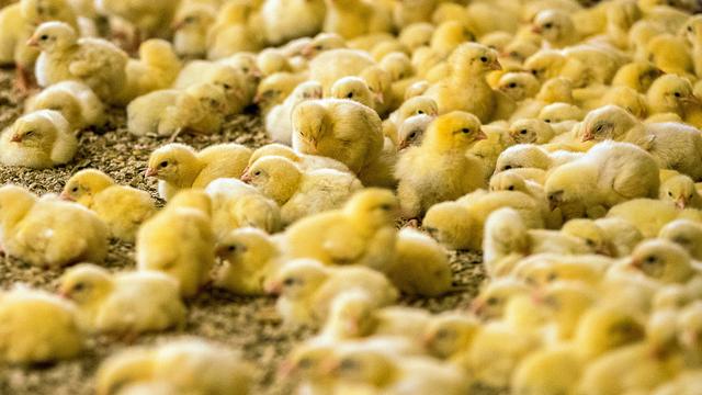 En Suisse, les poussins ne seront plus broyés vivants. [Keystone - Jens Büttner]