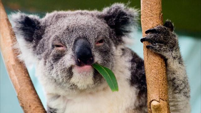 Un koala mange de l'eucalyptus.
SURZet [SURZet]