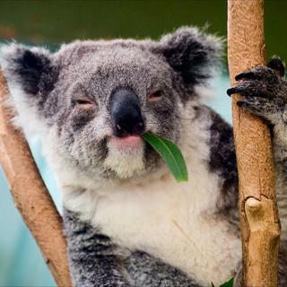 Un koala mange de l'eucalyptus.
SURZet [SURZet]