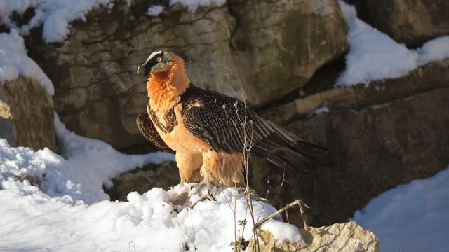 Un gypaète barbu dans la neige. [Creative Commons - Raoul Feignoux]