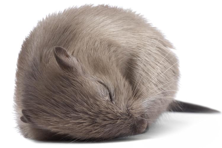 Une souris endormie. [iStock photo]