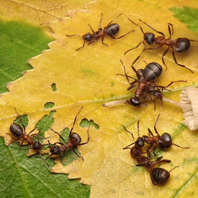 Les fourmis livrent de nombreuses batailles.
antrey
Depositphotos [antrey]