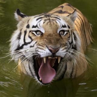 Un tigre royal photographié en Inde. [Keystone - AP Photo/Mahesh Kumar A]