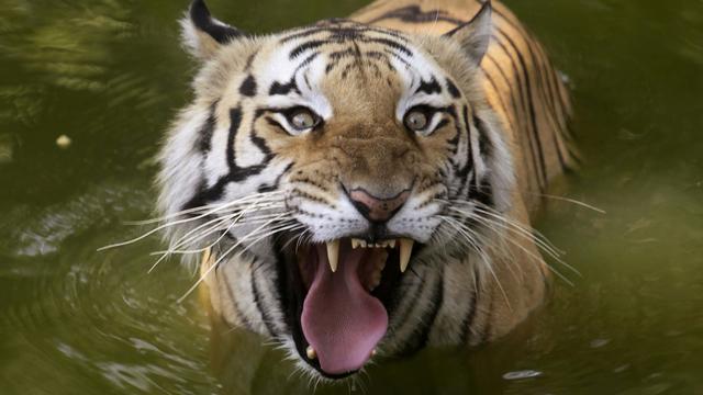 Un tigre royal photographié en Inde. [Keystone - AP Photo/Mahesh Kumar A]