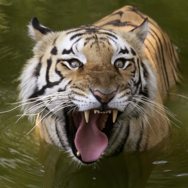 Un tigre royal photographié en Inde. [Keystone - AP Photo/Mahesh Kumar A]