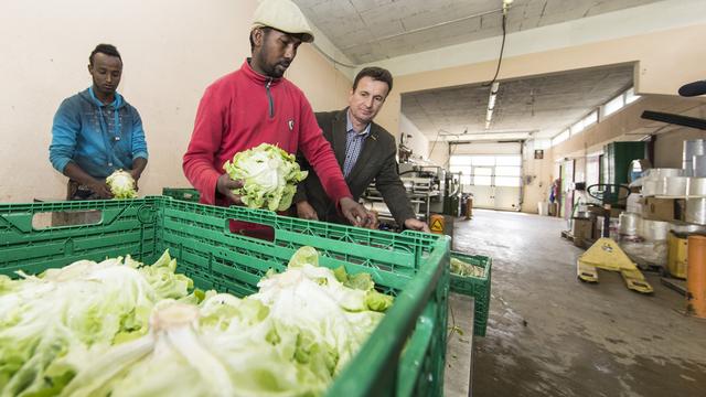 Des migrants participant à un projet-pilote d'intégration professionnelle dans le domaine de l'agriculture à Bâle-Campagne (image d'illustration). [Keystone - Patrick Staub]