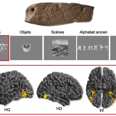 En haut : Exemple de catégories visuelles utilisées dans l’expérience. En bas : Vues latérales et inférieures des activations cérébrales provoquées par la perception de gravures situées dans le lobe occipital et la partie ventrale du lobe temporal.
Emmanuel Mellet/Francesco d'Errico
CNRS [CNRS - Emmanuel Mellet/Francesco d'Errico]