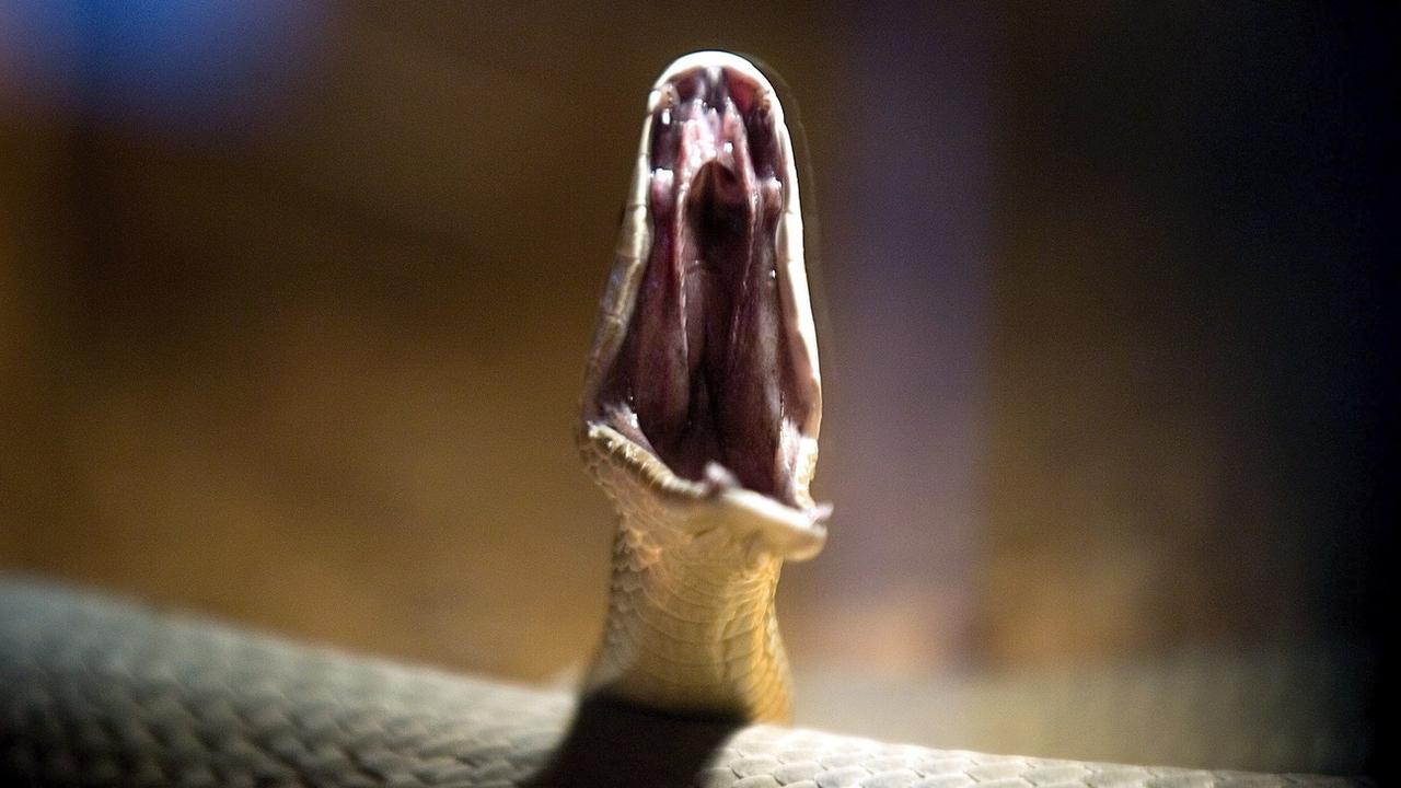 Sur environ 3700 espèces de serpents dans le monde, au moins 650 sont venimeuses. [Keystone - Vassil Donev]