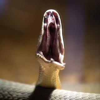Sur environ 3700 espèces de serpents dans le monde, au moins 650 sont venimeuses. [Keystone - Vassil Donev]