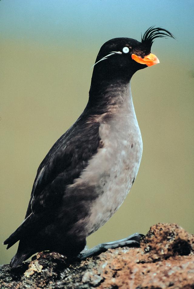 Une starique cristatelle (Aethia cristatella) sur Kiska Island, en Alaska. [US Fish & Wildlife Service]