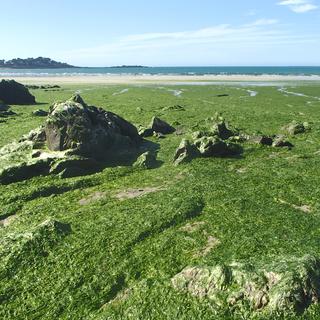 Algues vertes sur la côte bretonne.
NLshop
Depositphotos [NLshop]