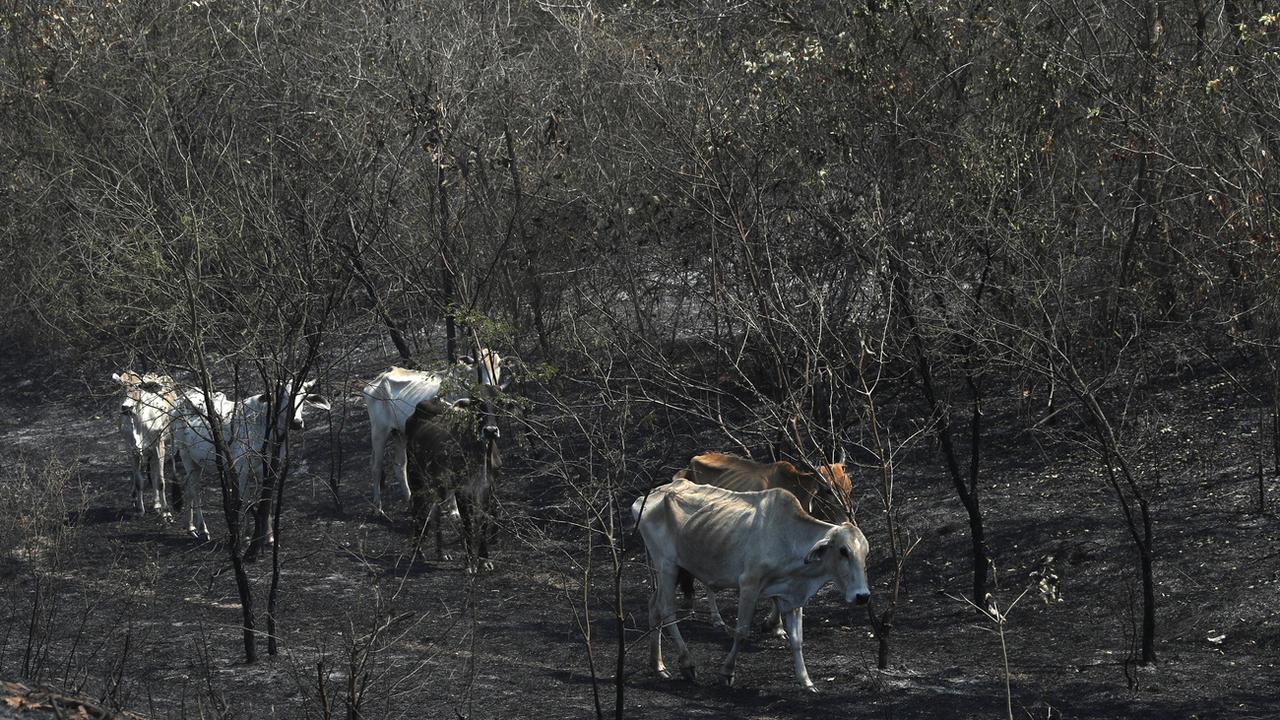 Quatre millions d'hectares dévastés par les incendies en Bolivie [Keystone/AP - Juan Karita]