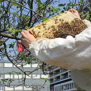 L'association Nurban Concept implante des ruches à Genève. [nurbanconcept.ch - DR]