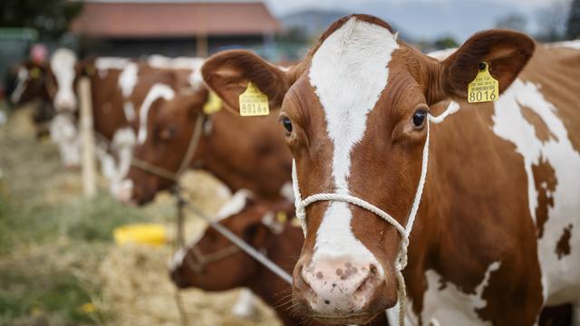 Des vaches passent le casting pour participer à la Fête des Vignerons. [Keystone - Valentin Flauraud]