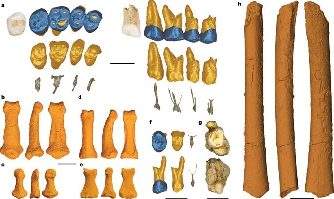 Des restes fossiles de l'Homo luzonensis, trouvés dans des sédiments datant du Pléistocène supérieur, dans la Grotte de Callao, aux Philippines. [Nature.com]