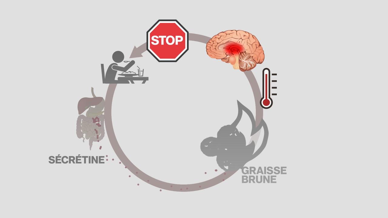 Le fonctionnement de la graisse brune agissant comme un coupe-faim. [RTS]