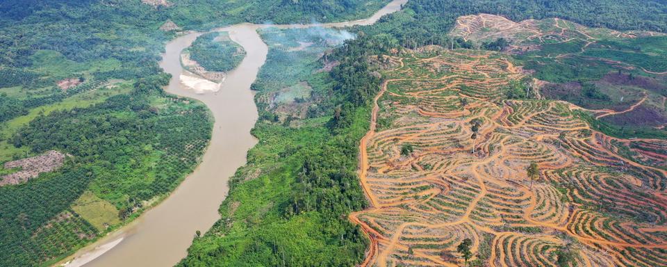 Déforestation à Aceh, en Indonésie, pour planter des palmiers à huile. [EPA/Keystone - Hotli Simanjuntak]