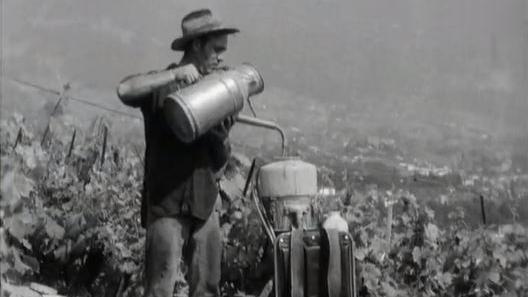 Les travaux de la vigne au printemps. [RTS]