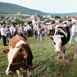 La foire aux bestiaux de Chaindon à Reconvilier est l'une des attractions du Jura bernois. [Keystone - str/bist]