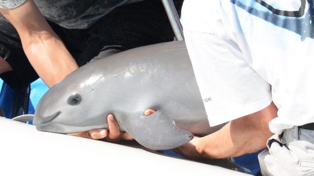 En octobre 2017, la Porpoise Conservation Society remettait à l'eau un marsouin du Pacifique dans le Golfe de Californie. [porpoise.org]