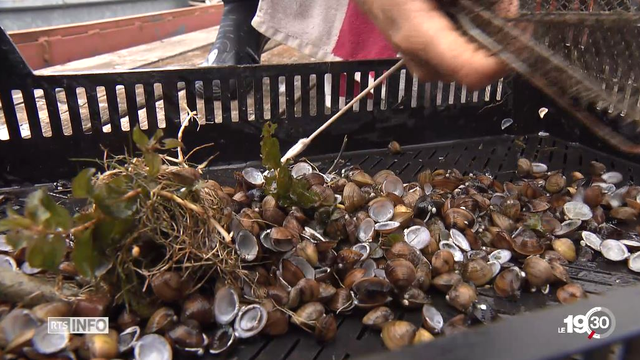 La palourde asiatique, une espèce invasive qui sévit dans les eaux peu profondes du lac de Zurich. [RTS]