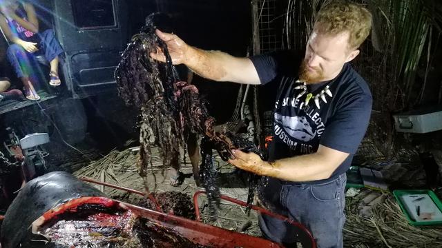 40 kg de déchets en plastique ont été retrouvés dans l'estomac de la baleine [AFP]