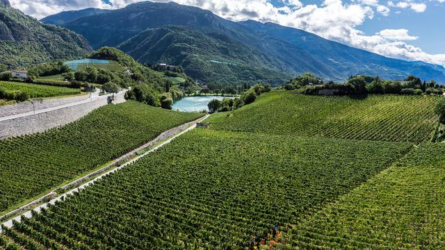 Les vendanges dans les vignes pour la cave Provins à Sierre. [Keystone - Olivier Maire]