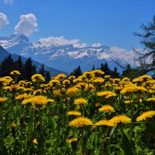 Champ de pissenlits à l'alpage la Prafandaz. [Hanny Fries]