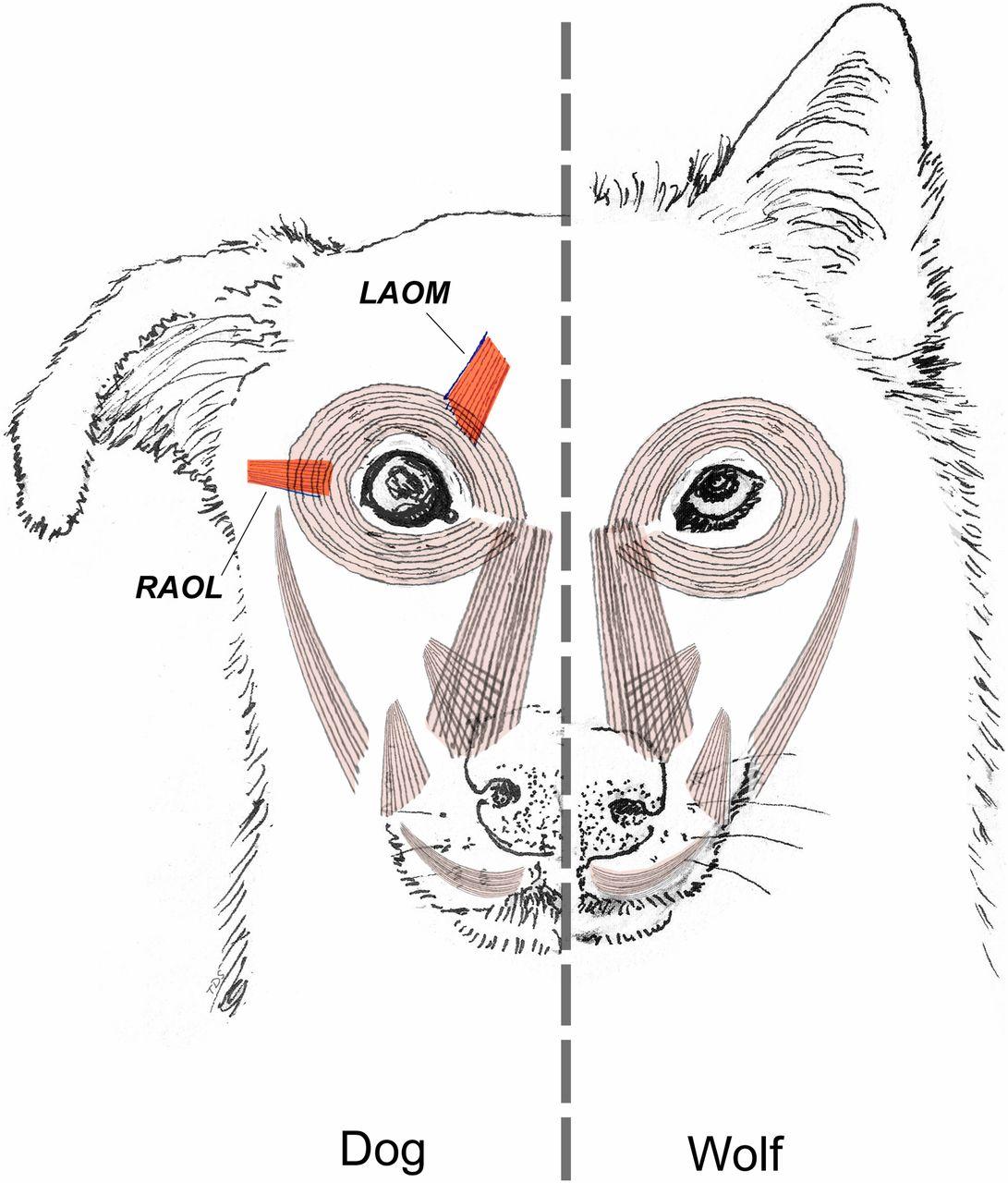 Le chien (à gauche), possède des muscles (en rouge) que le loup (à droite) ne possède pas. [Cambridge University Press, Cambridge, UK - Tim D. Smith]