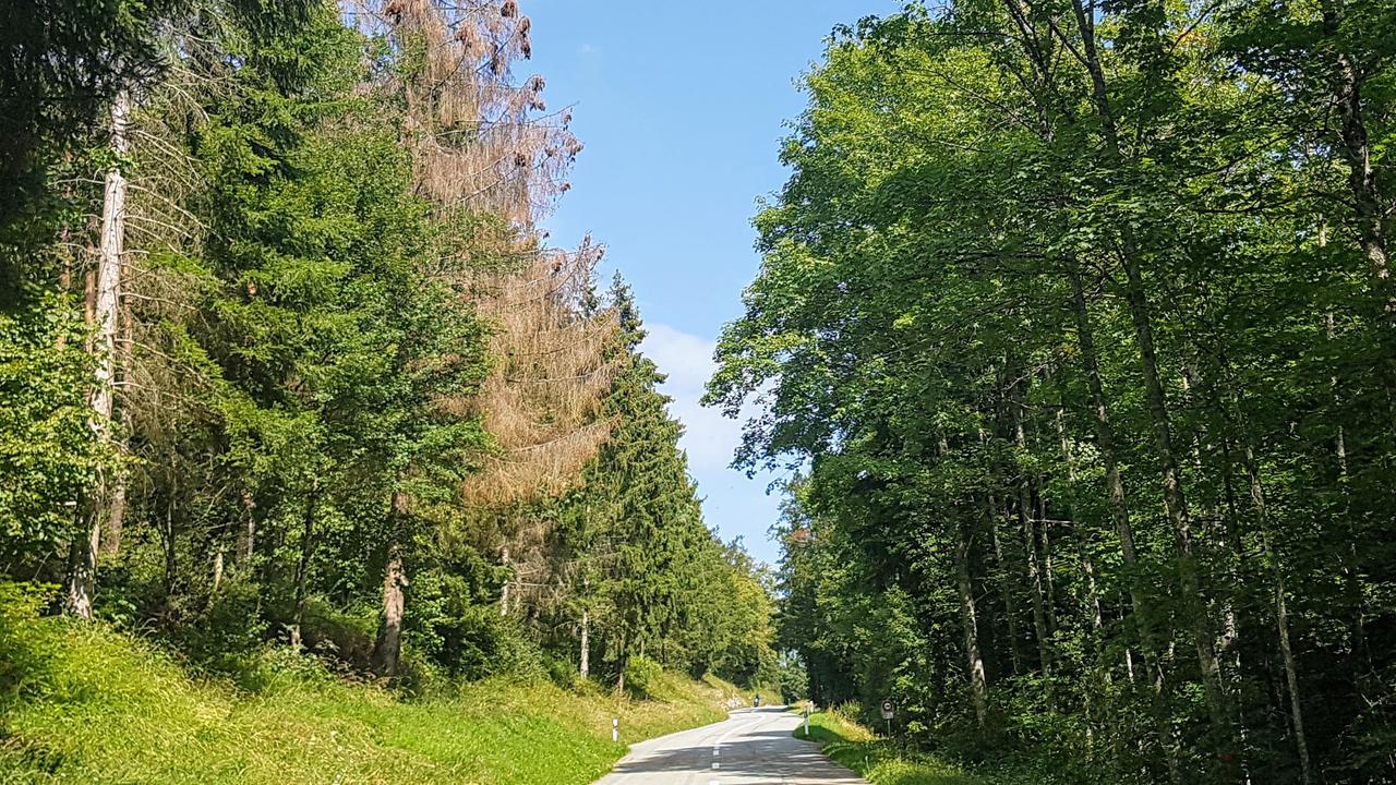Le canton du Jura face à une "catastrophe forestière inédite".