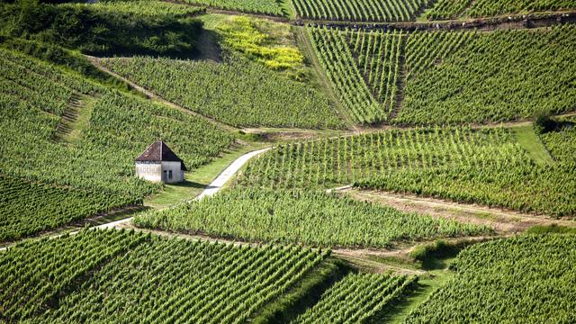 Le savagnin est cultivé à grande échelle en Franche-Comté, dans le Jura français. [AFP/AURIMAGES - Philippe Roy]