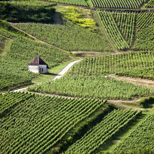 Le savagnin est cultivé à grande échelle en Franche-Comté, dans le Jura français. [AFP/AURIMAGES - Philippe Roy]