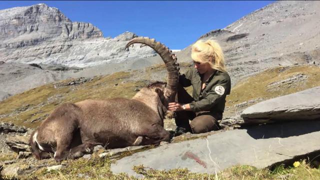 Safari en Valais: tuez un bouquetin pour 20'000 francs! [RTS]