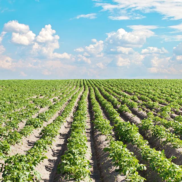 Le mildiou de la pomme de terre pourrait être combattu par la plante elle-même.
Timmary
Depositphotos [Depositphotos - Timmary]