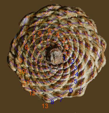 Une pomme de pin dont les spirales montrent le mécanisme de la phyllotaxie. [Wikimedia Commons - Jean-Luc W]