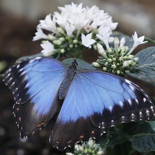 Le bleu caractéristique du papillon Morpho est un exemple de production de couleur structurelle chez les insectes. [Keystone - Kirsty Wigglesworth]