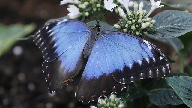 Le bleu caractéristique du papillon Morpho est un exemple de production de couleur structurelle chez les insectes. [Keystone - Kirsty Wigglesworth]